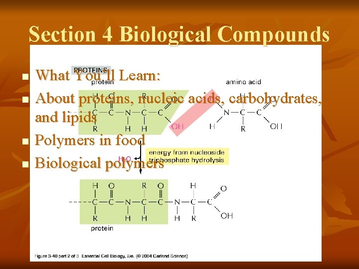 Section 4 Biological Compounds n n What You’ll Learn: About proteins, nucleic acids, carbohydrates,