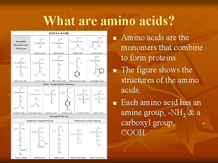 What are amino acids? n n n Amino acids are the monomers that combine