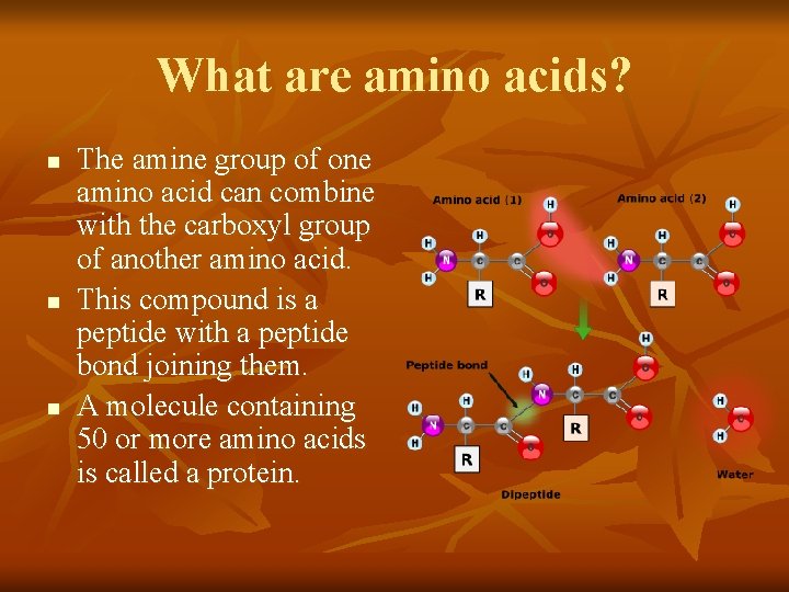 What are amino acids? n n n The amine group of one amino acid