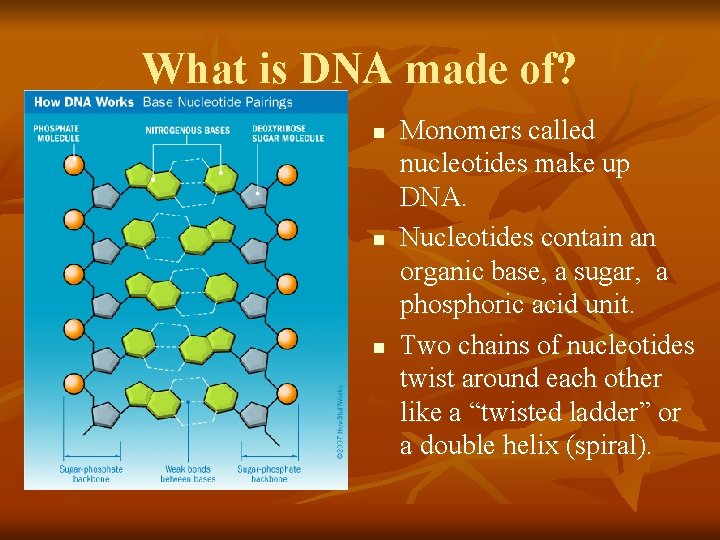 What is DNA made of? n n n Monomers called nucleotides make up DNA.