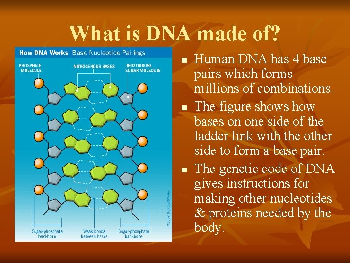 What is DNA made of? n n n Human DNA has 4 base pairs