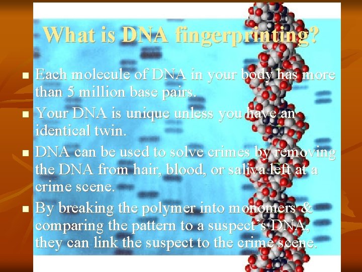 What is DNA fingerprinting? n n Each molecule of DNA in your body has