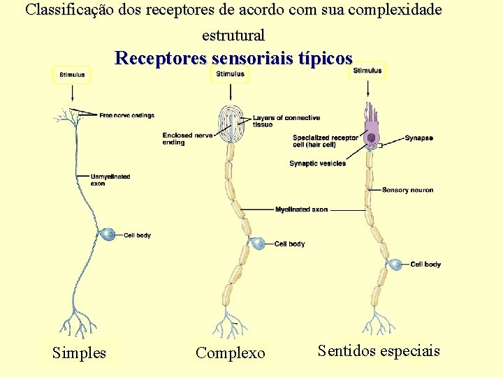 Receptores Sensoriais Profa Dra Silvia Helena Cardoso Instituto