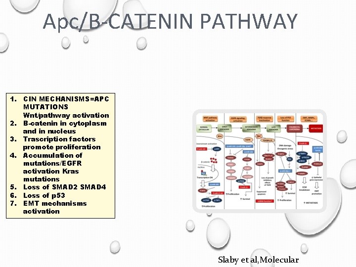 Apc/B-CATENIN PATHWAY 1. CIN MECHANISMS=APC MUTATIONS Wnt/pathway activation 2. B-catenin in cytoplasm and in