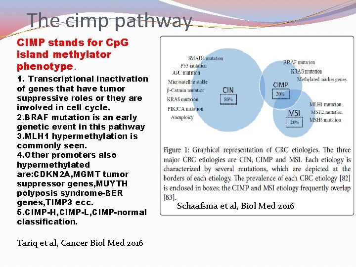 The cimp pathway CIMP stands for Cp. G island methylator phenotype. 1. Transcriptional inactivation