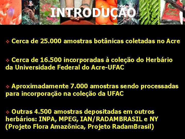 INTRODUÇÃO v Cerca de 25. 000 amostras botânicas coletadas no Acre Cerca de 16.