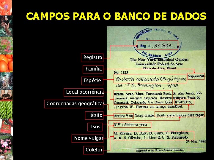 CAMPOS PARA O BANCO DE DADOS Registro Família Espécie Local ocorrência Coordenadas geográficas Hábito