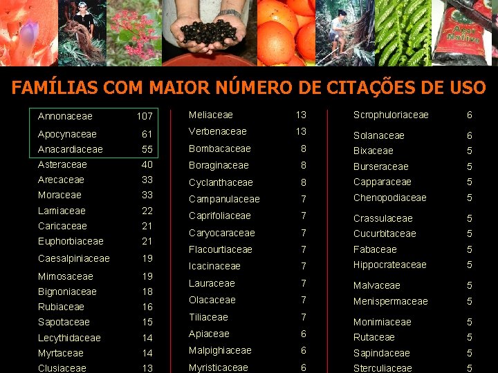 FAMÍLIAS COM MAIOR NÚMERO DE CITAÇÕES DE USO Meliaceae 13 Scrophuloriaceae 6 61 Verbenaceae