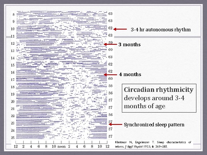 3 -4 hr autonomous rhythm 3 months 4 months Circadian rhythmicity develops around 3