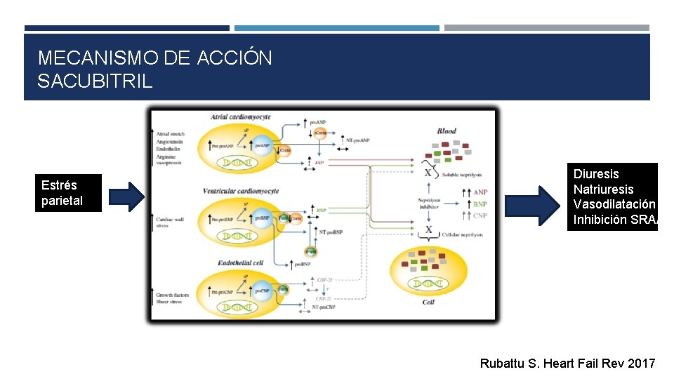 MECANISMO DE ACCIÓN SACUBITRIL Estrés parietal Diuresis Natriuresis Vasodilatación Inhibición SRAA Rubattu S. Heart
