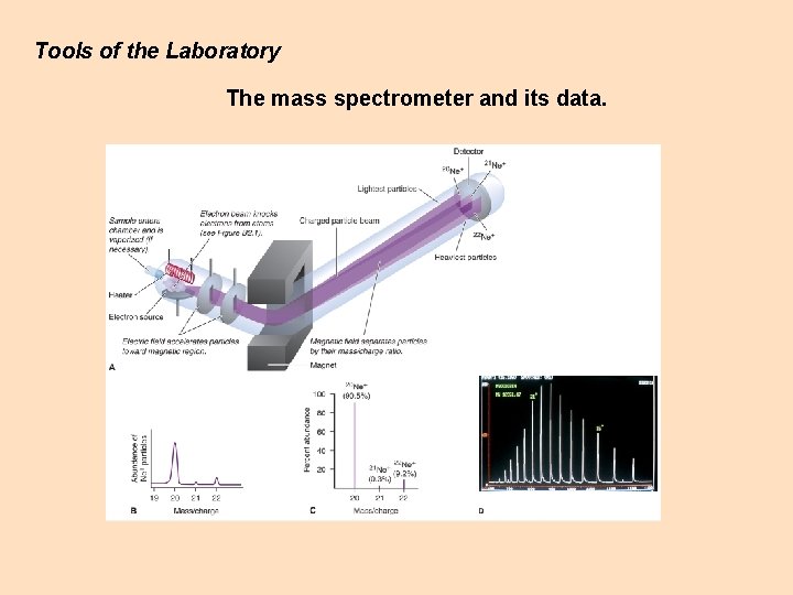 Tools of the Laboratory The mass spectrometer and its data. Tools of the Laboratory The mass spectrometer and its data.
