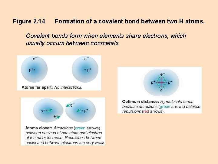 Figure 2. 14 Formation of a covalent bond between two H atoms. Covalent bonds Figure 2. 14 Formation of a covalent bond between two H atoms. Covalent bonds
