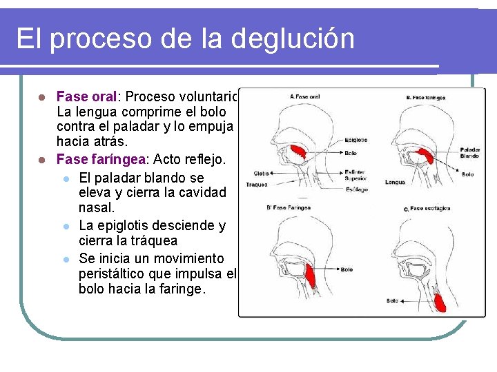 El proceso de la deglución Fase oral: Proceso voluntario. La lengua comprime el bolo El proceso de la deglución Fase oral: Proceso voluntario. La lengua comprime el bolo