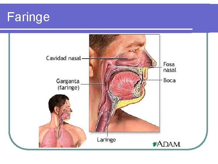 Faringe Faringe