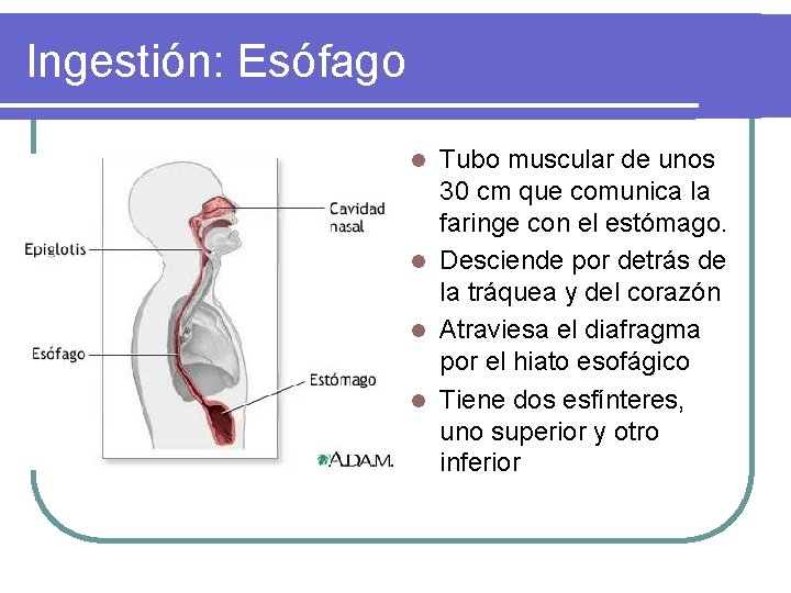 Ingestión: Esófago Tubo muscular de unos 30 cm que comunica la faringe con el Ingestión: Esófago Tubo muscular de unos 30 cm que comunica la faringe con el