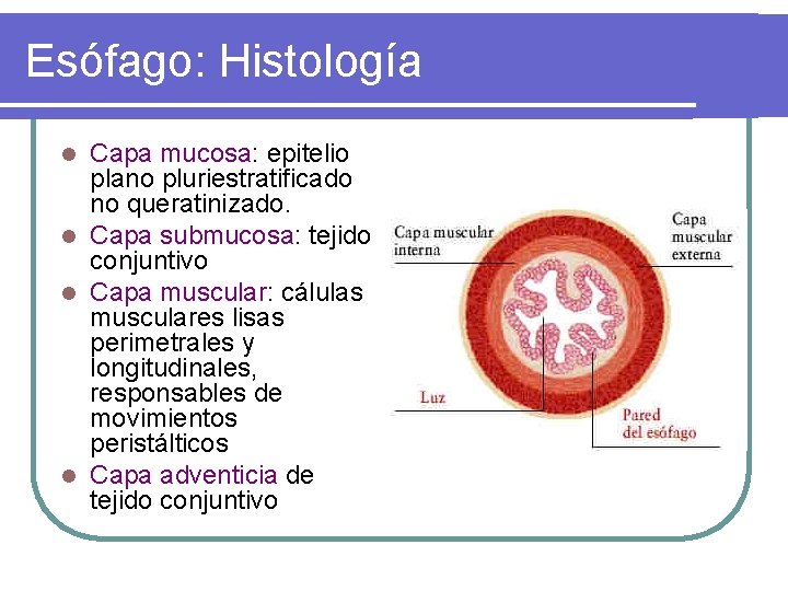 Esófago: Histología Capa mucosa: epitelio plano pluriestratificado no queratinizado. l Capa submucosa: tejido conjuntivo Esófago: Histología Capa mucosa: epitelio plano pluriestratificado no queratinizado. l Capa submucosa: tejido conjuntivo