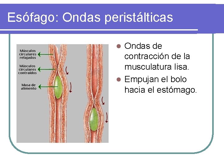 Esófago: Ondas peristálticas Ondas de contracción de la musculatura lisa. l Empujan el bolo Esófago: Ondas peristálticas Ondas de contracción de la musculatura lisa. l Empujan el bolo