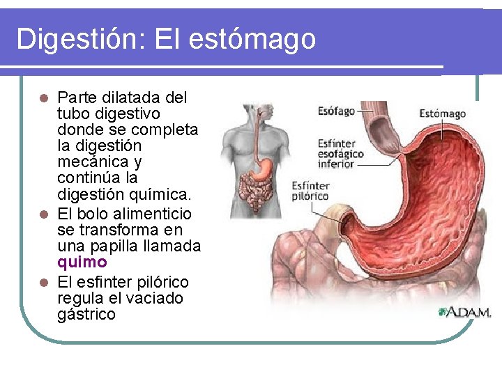 Digestión: El estómago Parte dilatada del tubo digestivo donde se completa la digestión mecánica Digestión: El estómago Parte dilatada del tubo digestivo donde se completa la digestión mecánica