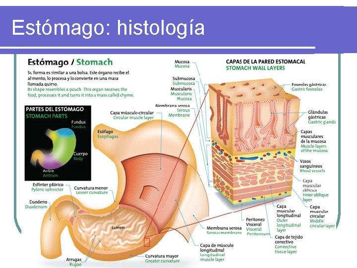 Estómago: histología Estómago: histología