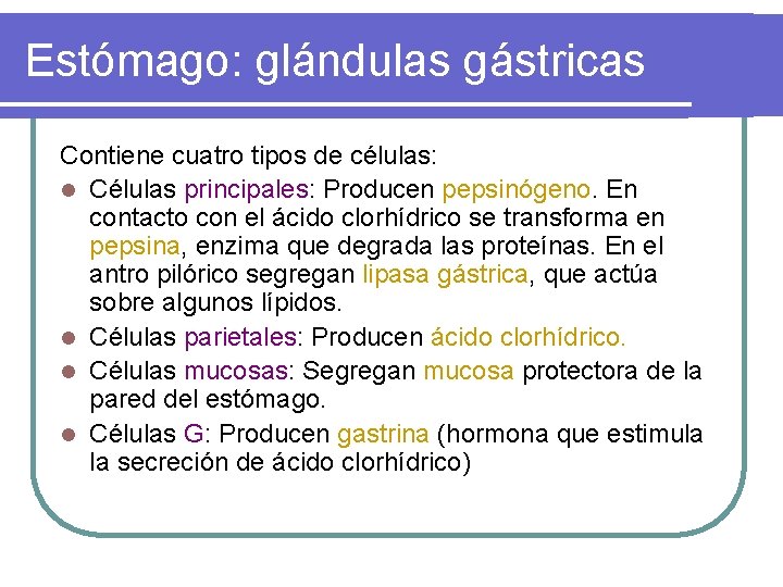 Estómago: glándulas gástricas Contiene cuatro tipos de células: l Células principales: Producen pepsinógeno. En Estómago: glándulas gástricas Contiene cuatro tipos de células: l Células principales: Producen pepsinógeno. En