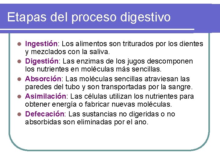 Etapas del proceso digestivo l l l Ingestión: Los alimentos son triturados por los Etapas del proceso digestivo l l l Ingestión: Los alimentos son triturados por los