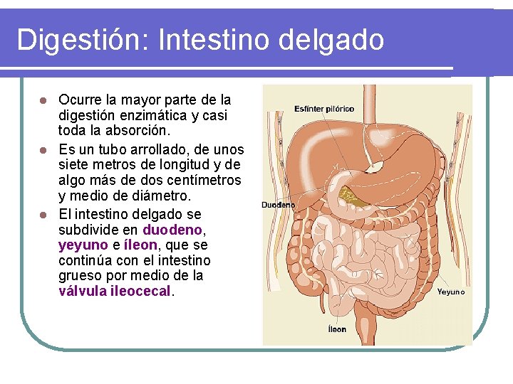 Digestión: Intestino delgado Ocurre la mayor parte de la digestión enzimática y casi toda Digestión: Intestino delgado Ocurre la mayor parte de la digestión enzimática y casi toda
