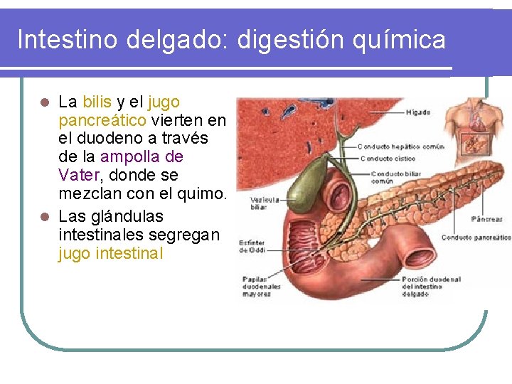 Intestino delgado: digestión química La bilis y el jugo pancreático vierten en el duodeno Intestino delgado: digestión química La bilis y el jugo pancreático vierten en el duodeno