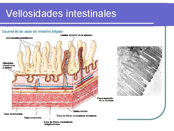 Vellosidades intestinales Vellosidades intestinales
