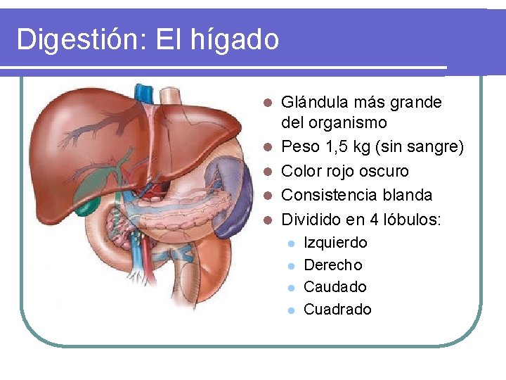 Digestión: El hígado l l l Glándula más grande del organismo Peso 1, 5 Digestión: El hígado l l l Glándula más grande del organismo Peso 1, 5