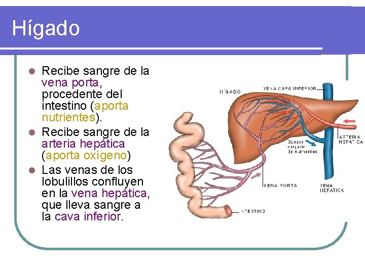 Hígado Recibe sangre de la vena porta, procedente del intestino (aporta nutrientes). l Recibe Hígado Recibe sangre de la vena porta, procedente del intestino (aporta nutrientes). l Recibe