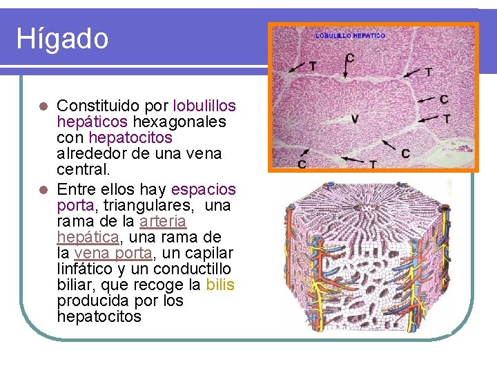 Hígado Constituido por lobulillos hepáticos hexagonales con hepatocitos alrededor de una vena central. l Hígado Constituido por lobulillos hepáticos hexagonales con hepatocitos alrededor de una vena central. l