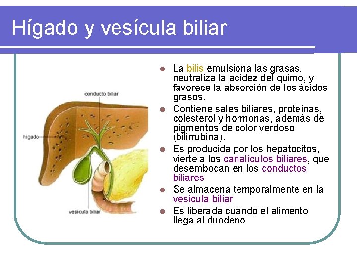 Hígado y vesícula biliar l l l La bilis emulsiona las grasas, neutraliza la Hígado y vesícula biliar l l l La bilis emulsiona las grasas, neutraliza la