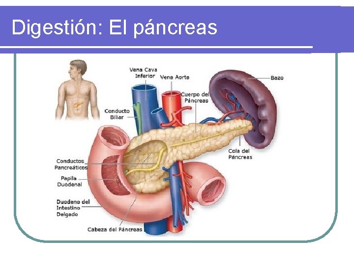 Digestión: El páncreas Digestión: El páncreas