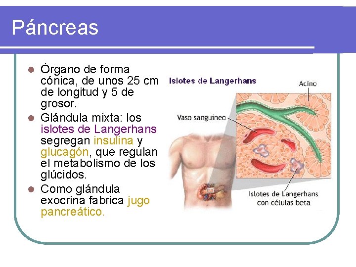 Páncreas Órgano de forma cónica, de unos 25 cm de longitud y 5 de Páncreas Órgano de forma cónica, de unos 25 cm de longitud y 5 de