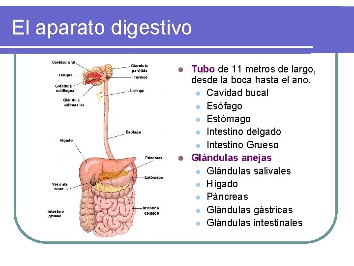El aparato digestivo Tubo de 11 metros de largo, desde la boca hasta el El aparato digestivo Tubo de 11 metros de largo, desde la boca hasta el