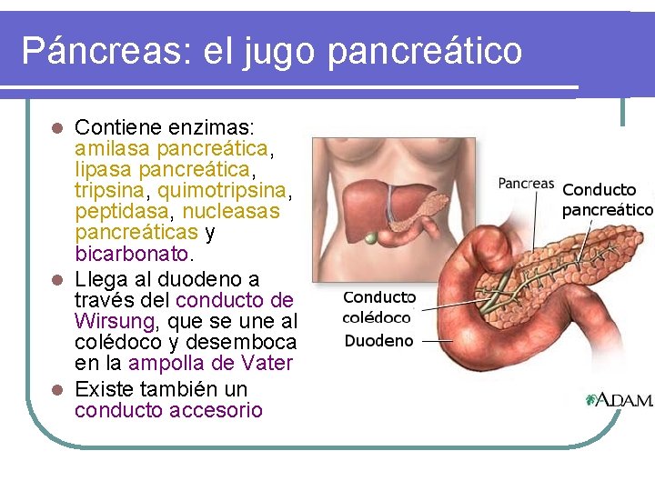 Páncreas: el jugo pancreático Contiene enzimas: amilasa pancreática, lipasa pancreática, tripsina, quimotripsina, peptidasa, nucleasas Páncreas: el jugo pancreático Contiene enzimas: amilasa pancreática, lipasa pancreática, tripsina, quimotripsina, peptidasa, nucleasas