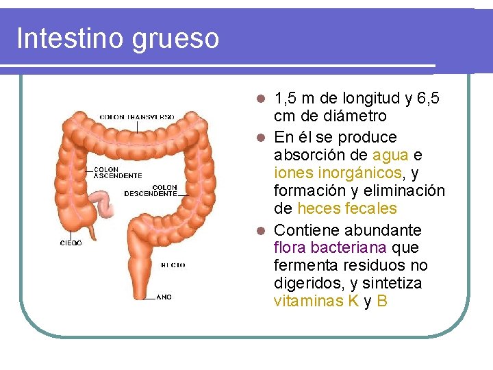 Intestino grueso 1, 5 m de longitud y 6, 5 cm de diámetro l Intestino grueso 1, 5 m de longitud y 6, 5 cm de diámetro l