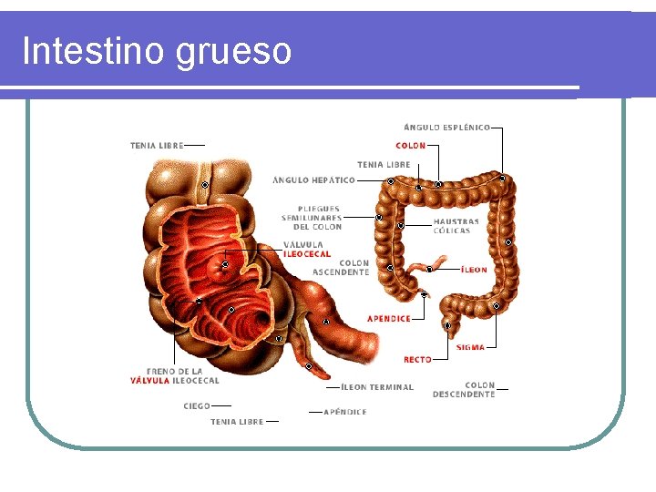 Intestino grueso Intestino grueso