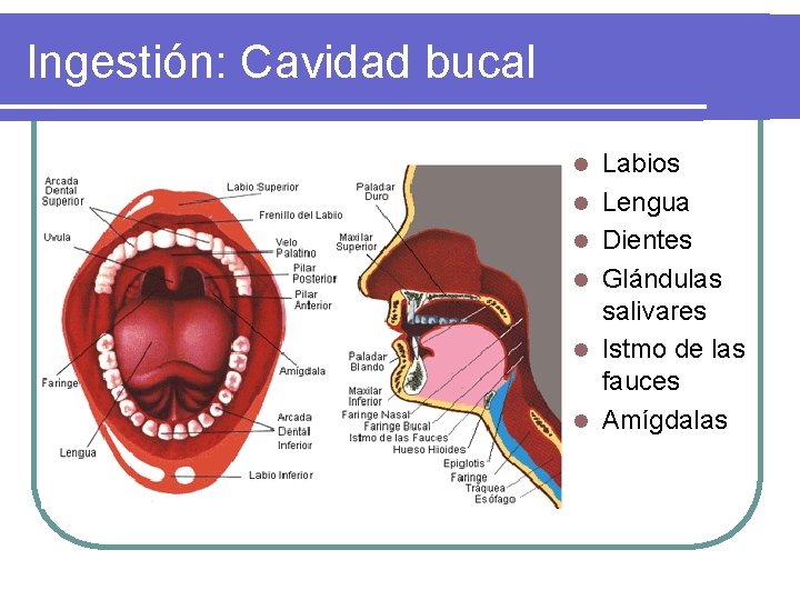 Ingestión: Cavidad bucal l l l Labios Lengua Dientes Glándulas salivares Istmo de las Ingestión: Cavidad bucal l l l Labios Lengua Dientes Glándulas salivares Istmo de las