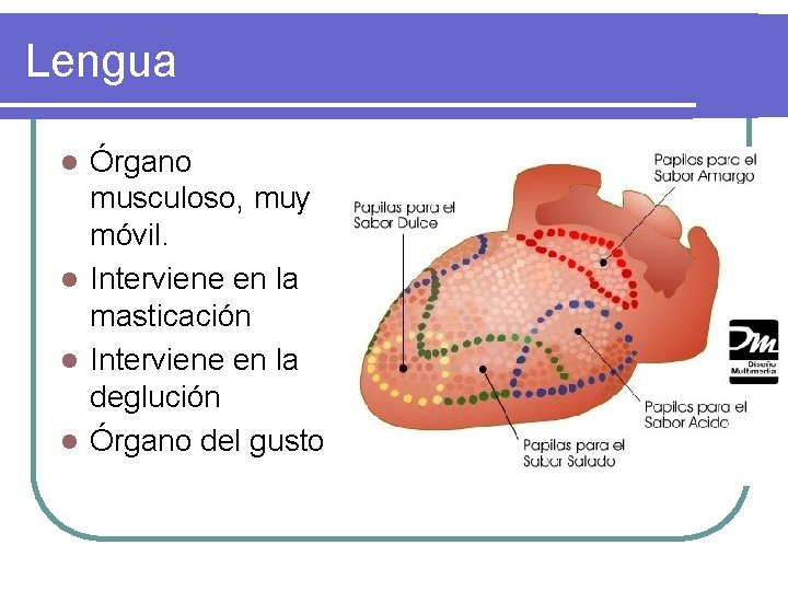 Lengua Órgano musculoso, muy móvil. l Interviene en la masticación l Interviene en la Lengua Órgano musculoso, muy móvil. l Interviene en la masticación l Interviene en la