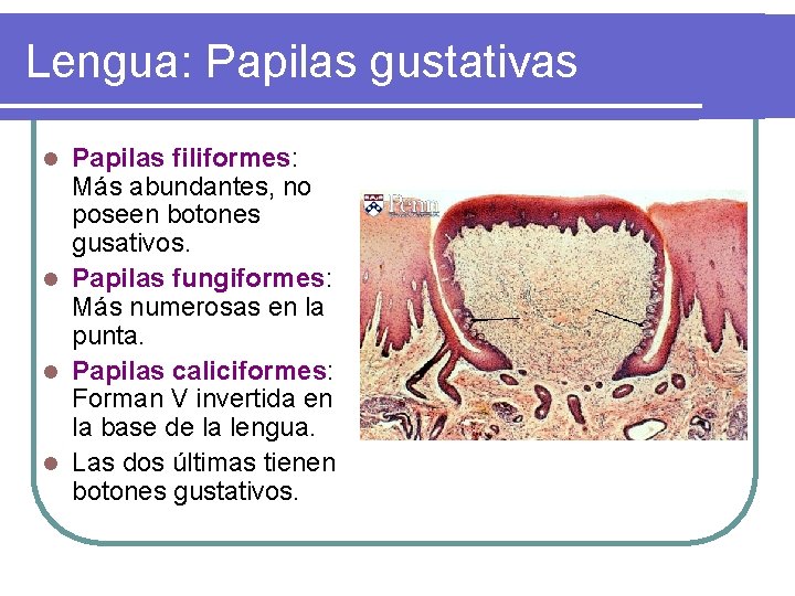 Lengua: Papilas gustativas Papilas filiformes: Más abundantes, no poseen botones gusativos. l Papilas fungiformes: Lengua: Papilas gustativas Papilas filiformes: Más abundantes, no poseen botones gusativos. l Papilas fungiformes: