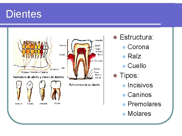 Dientes l Estructura: l l Corona Raíz Cuello Tipos: l l Incisivos Caninos Premolares Dientes l Estructura: l l Corona Raíz Cuello Tipos: l l Incisivos Caninos Premolares