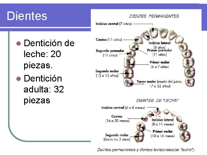 Dientes l Dentición de leche: 20 piezas. l Dentición adulta: 32 piezas Dientes l Dentición de leche: 20 piezas. l Dentición adulta: 32 piezas