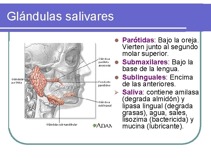 Glándulas salivares Parótidas: Bajo la oreja. Vierten junto al segundo molar superior. l Submaxilares: Glándulas salivares Parótidas: Bajo la oreja. Vierten junto al segundo molar superior. l Submaxilares: