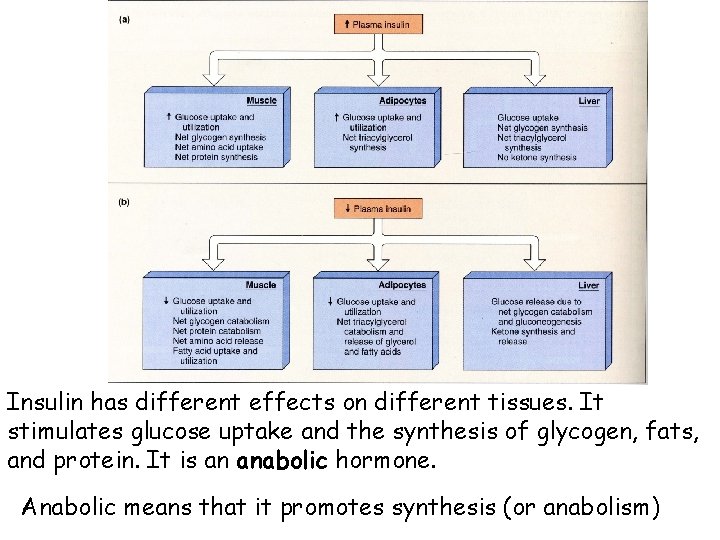 Insulin has different effects on different tissues. It stimulates glucose uptake and the synthesis