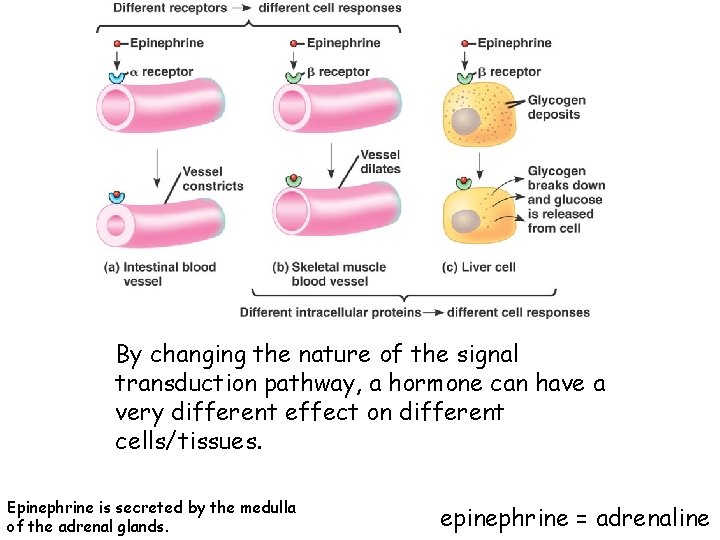 By changing the nature of the signal transduction pathway, a hormone can have a