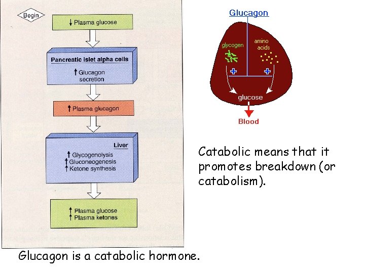 Catabolic means that it promotes breakdown (or catabolism). Glucagon is a catabolic hormone. 