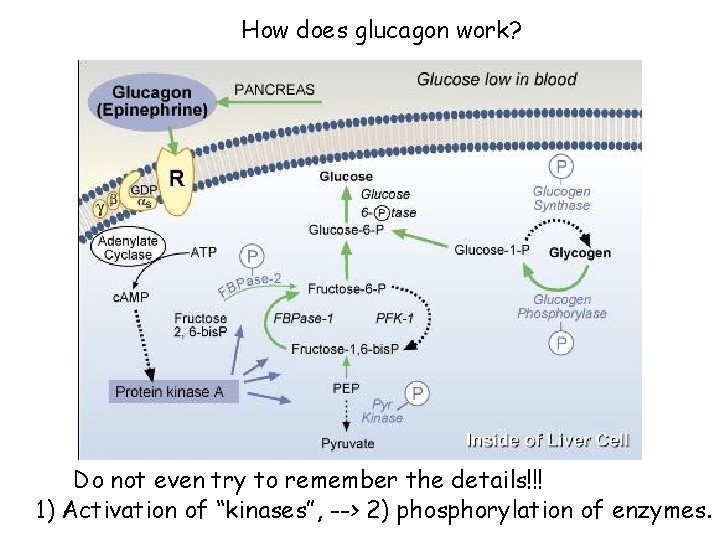 How does glucagon work? Do not even try to remember the details!!! 1) Activation