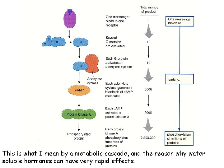 This is what I mean by a metabolic cascade, and the reason why water