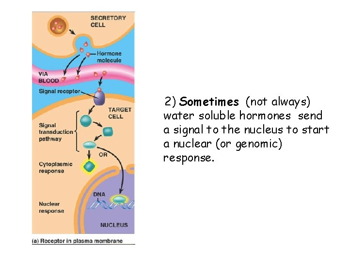 2) Sometimes (not always) water soluble hormones send a signal to the nucleus to